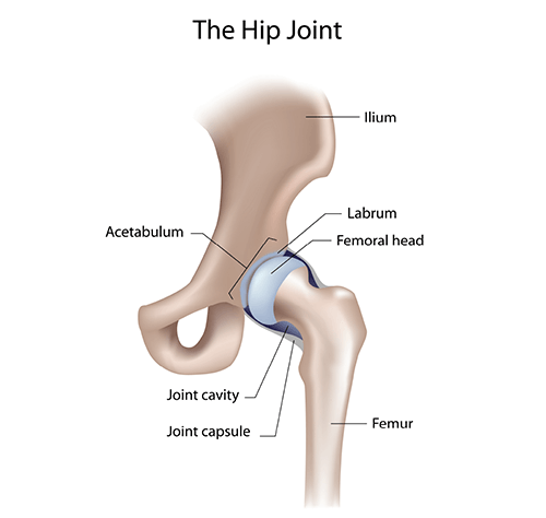 The Importance of Your Hip Joint